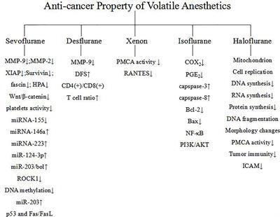 Volatile Anesthetics Regulate Anti-Cancer Relevant Signaling